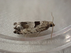Epinotia ramella