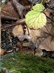 Anaxyrus americanus