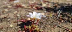 Oxalis amblyosepala