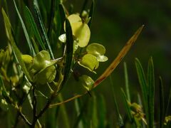 Dodonaea viscosa