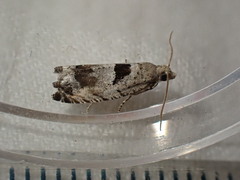 Epinotia ramella