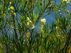 Dodonaea viscosa