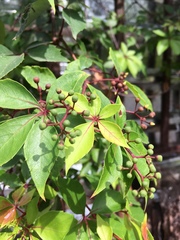 Parthenocissus quinquefolia