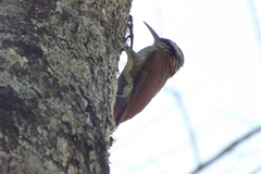 Lepidocolaptes angustirostris