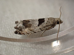 Epinotia ramella