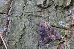 Catocala sponsa