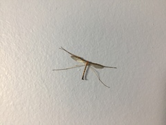 Tricyphona