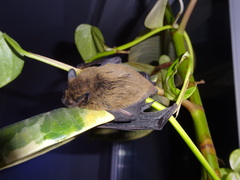 Pipistrellus
