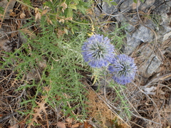 Echinops ritro ruthenicus