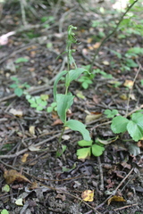 Epipactis helleborine