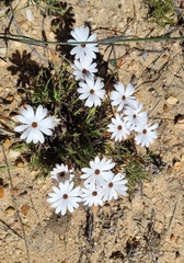 Dimorphotheca