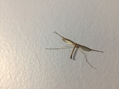 Tricyphona
