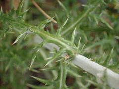 Echinops ritro ruthenicus