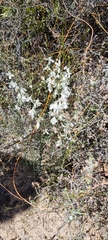 Heliophila juncea