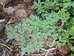 Vaccinium membranaceum