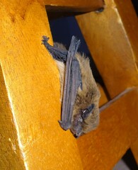 Pipistrellus