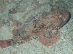 Scorpaena porcus