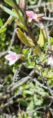 Lobostemon glaucophyllus