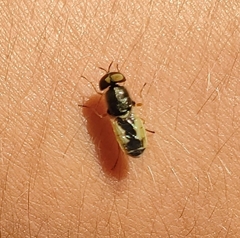 Stratiomyini