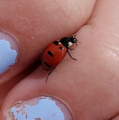 Coccinella transversoguttata