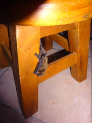 Pipistrellus