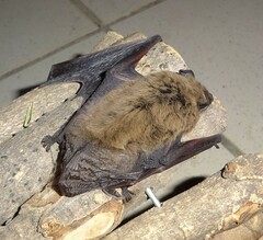 Pipistrellus