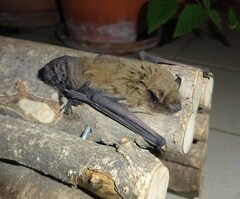Pipistrellus