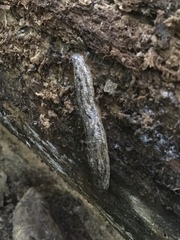 Philomycus carolinianus