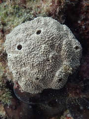 Irciniidae