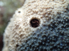 Irciniidae