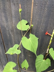 Ipomoea hederifolia