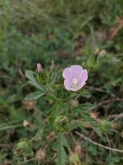 Malva setigera