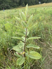 Asclepias syriaca