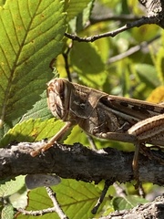 Schistocerca americana