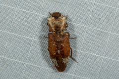 Agrypnus ornatus