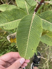 Asclepias syriaca