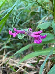 Stachys chamissonis