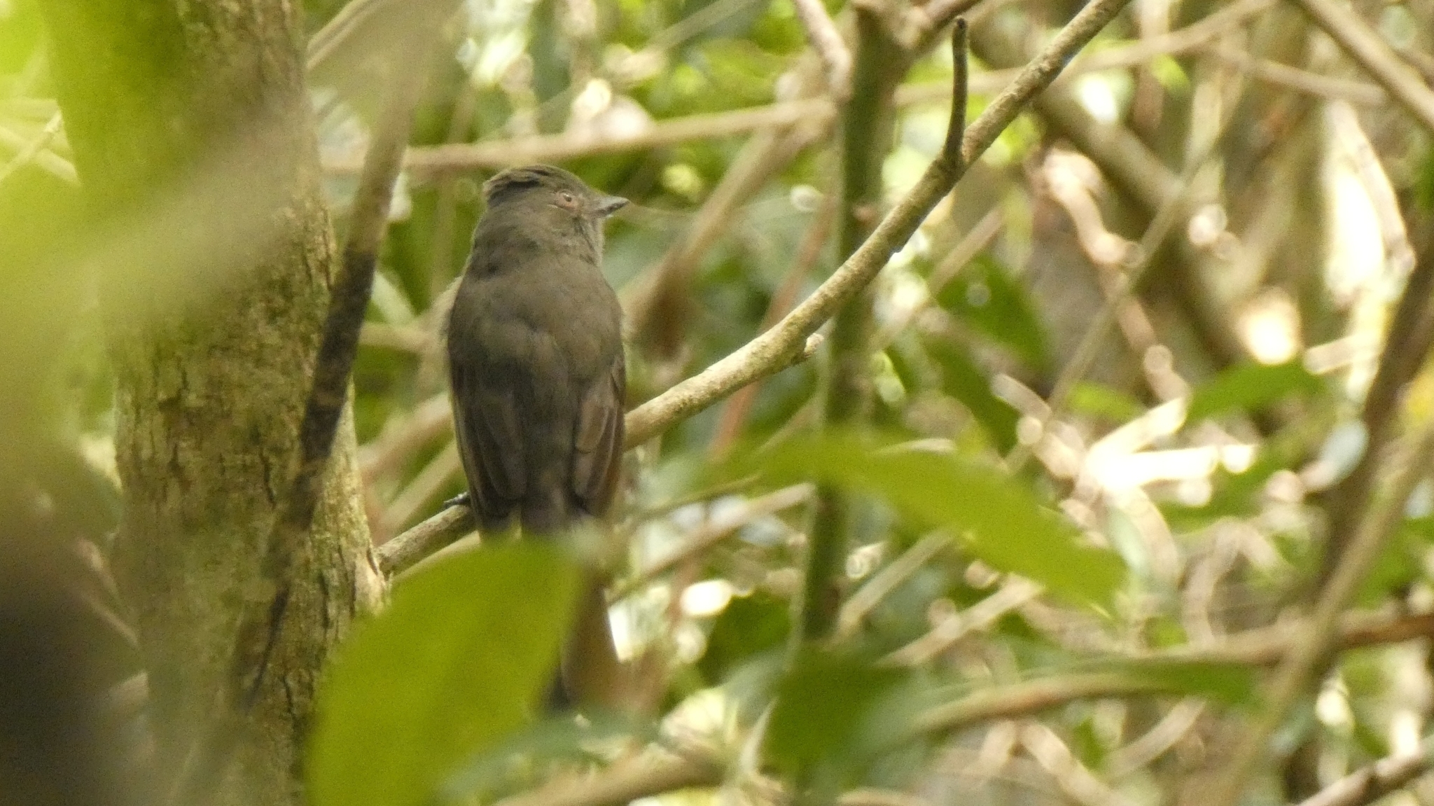 Greyish Mourner (Rhytipterna simplex)