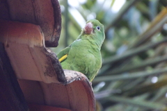 Brotogeris chiriri