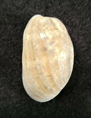 Bulla occidentalis