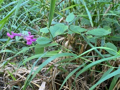 Stachys chamissonis