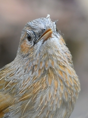 Trochalopteron lineatum