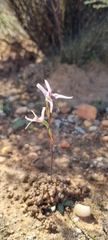 Disa biflora