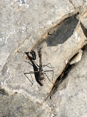 Stagmomantis carolina