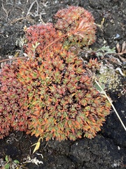 Saxifraga cespitosa