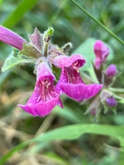 Stachys chamissonis