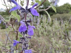 Salvia melissodora