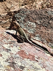 Crotaphytus collaris