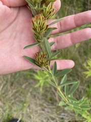 Lespedeza capitata