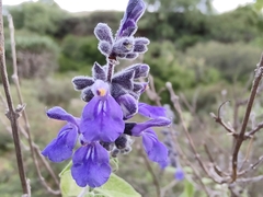 Salvia melissodora